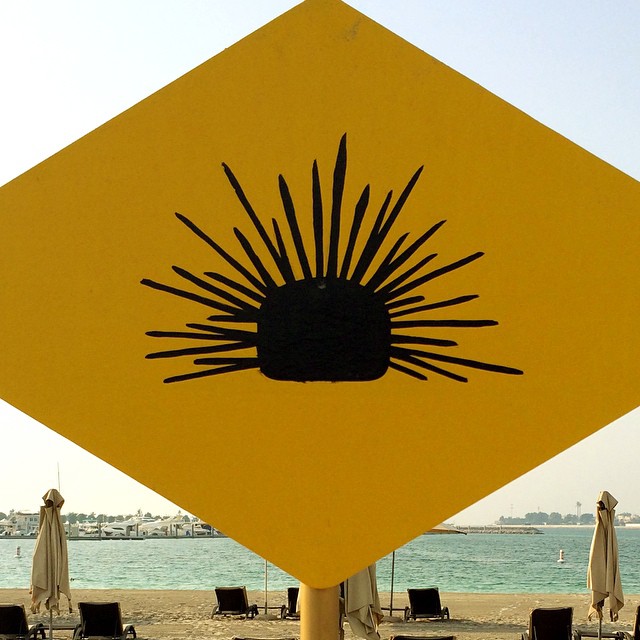 #Warning! Urchins ahead: proceed with caution. #AbuDhabi #beach #uae