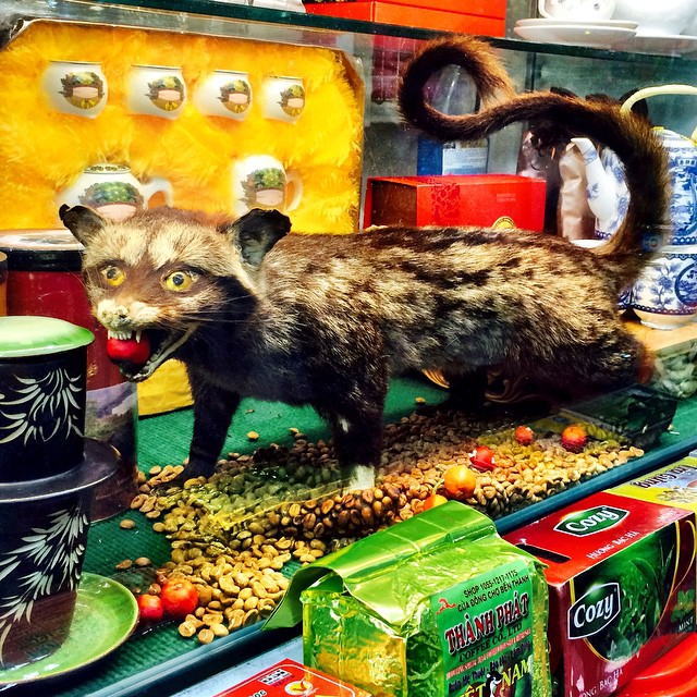 Stuffed civet in a Ho Chi Minh City market. Any respectable coffee shop in Vietnam sells "weasel coffee" beans, which have passed through the intestines of local civet cat. Their digestive enzymes ferment the beans, giving the coffee a nutty, chocolatey flavor. Sounds gross, but it's the most expensive coffee in the world, selling for over $50/cup in London and New York. #coffee #culture #Vietnam #travel