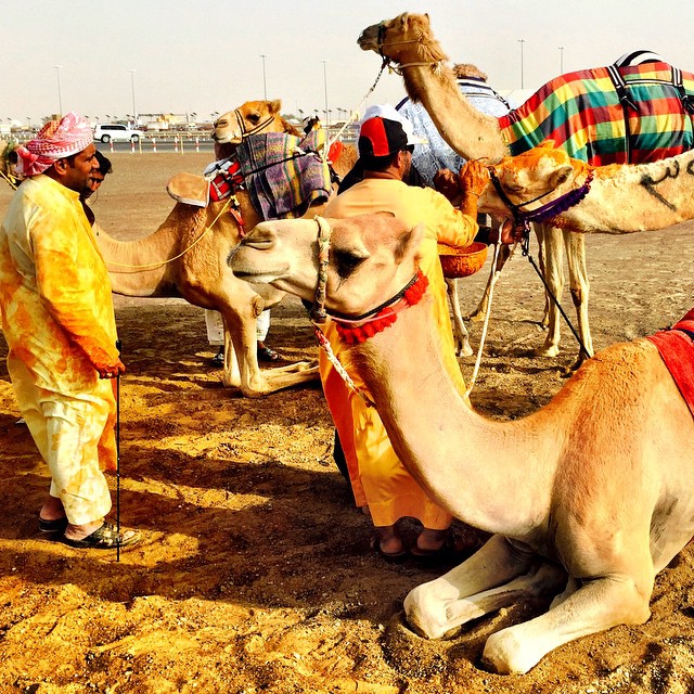 At the Al Marmoum camel races in #Dubai. The lucky winners get a face full of saffron paste after crossing the finish line. Emiratis say it gives the camel a nice smell for about a month and, more importantly, is an easy way to recognize who claimed the honor of #victory. #UAE #camel #race #travel #mydubai