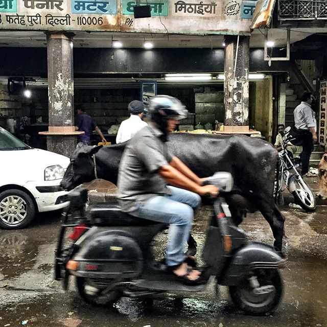 Two-way traffic in India. #Delhi #India #travel #cows #CNNsilkroad