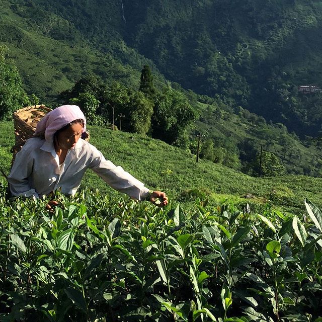 Woman plucking tea leaves on a tea plantation in the hills of Darjeeling, India. #tea #India #Nepal #Darjeeling #travel #CNNsilkroad