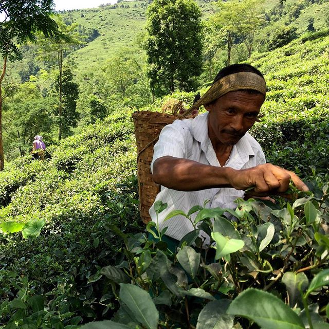 Another shot of a man plucking tea leaves at the Goomtee Tea Estate in Darjeeling, India. #tea #travel #Darjeeling #India #Nepal #CNNsilkroad