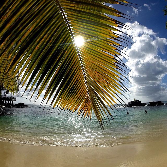 Nature's beach umbrella in Beau Vallon. #Seychelles #travel