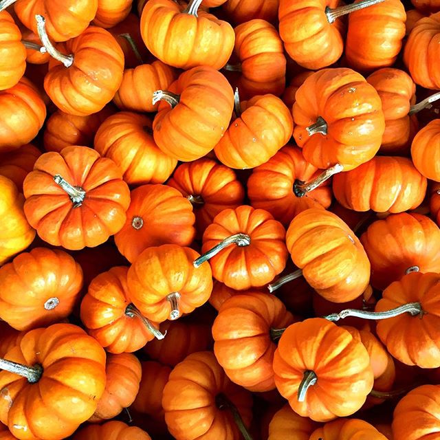 Fall in #USA. #pumpkin