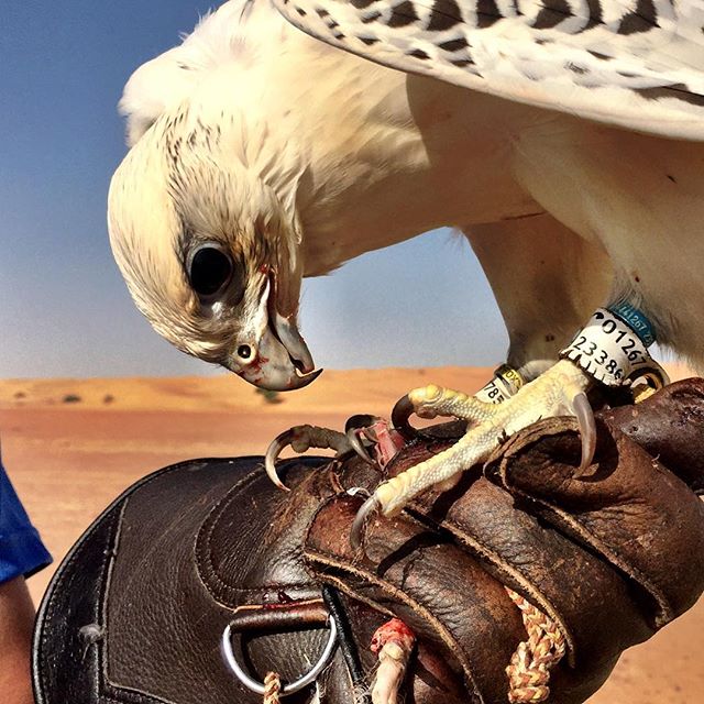 A Siberian falcon eating breakfast - a fistful of fresh quail meat - in the desert outside Dubai. #UAE #Dubai #falcon