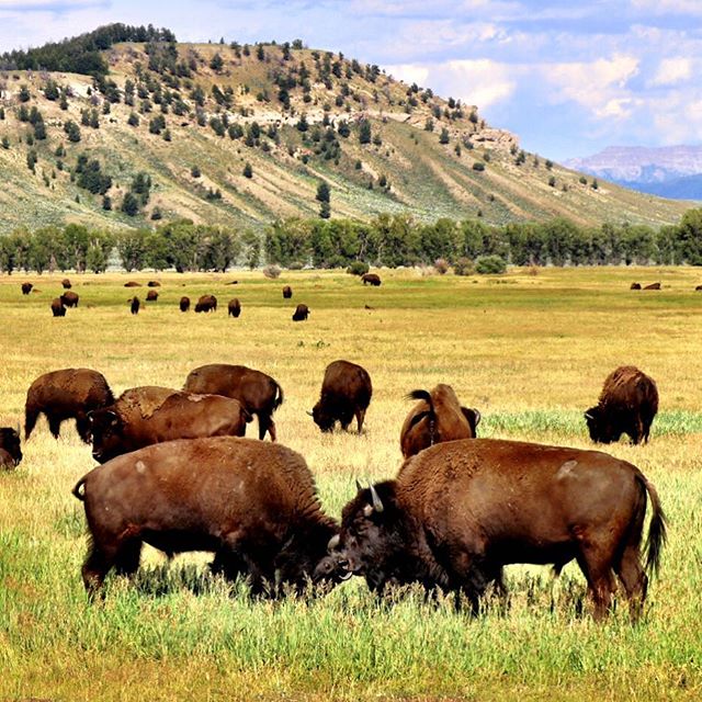 #Bison butting heads on the range. #nps100 #nationalparks