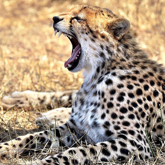 Cheetah yawn. #kenya #latergram