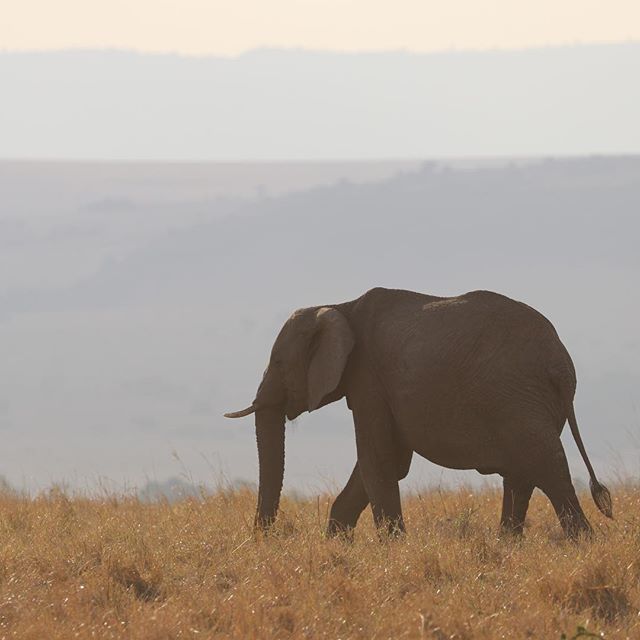 Another #latergram from #Kenya. Amazing to see elephants just walking around in the wild.