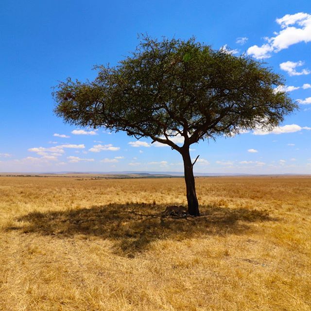 The African savanna. Look closely and you'll see at least one of four cheetahs sleeping under this tree. #kenya