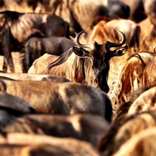 Lost in the crowd at the annual wildebeest migration. #Kenya #latergram