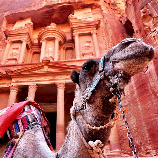 The postcard shot of the Treasury at Petra. #petra #jordan #camel #indianajones