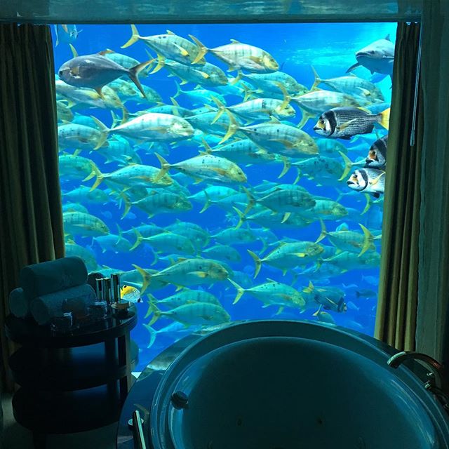 How's that for a view from a hotel bathtub? #dubai #emirates #underwater #hotel