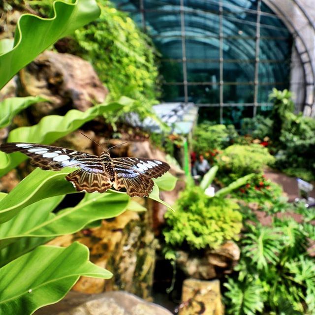 Airport butterfly garden. #singapore