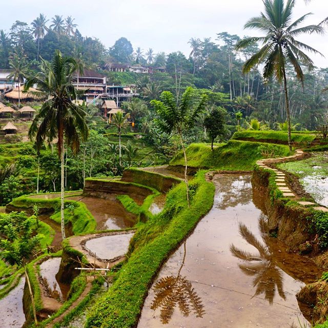 Rice terraces outside Ubud. #bali #indonesia #rice #tegalalang #ubud