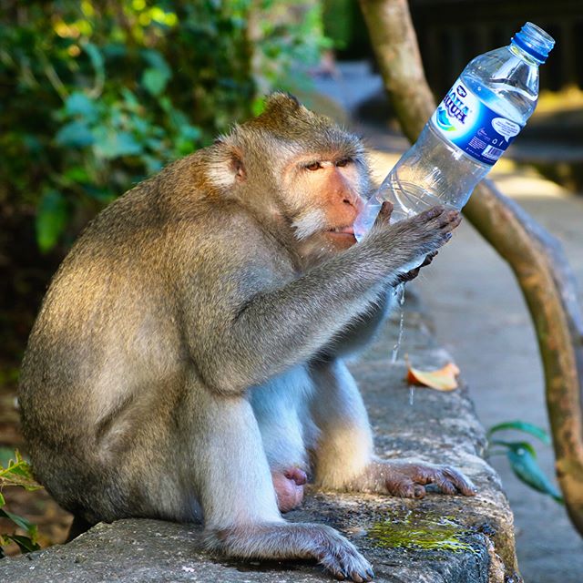 Man vs. monkey. #ubud #bali #indonesia #monkey #monkeybusiness
