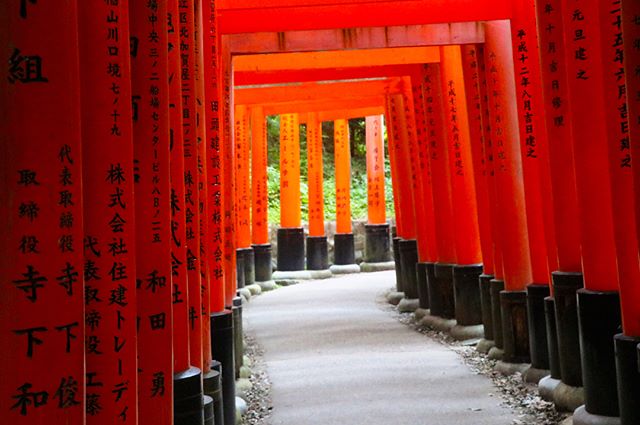 10,000 ⛩ in the hills of Kyoto.....#kyotojapan #kyoto #torii #toriigates #whitefox